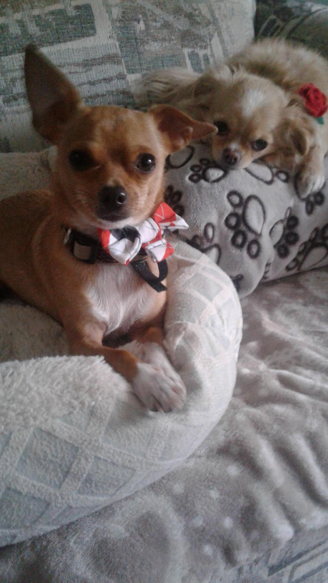 Red, White & Grey Argyle Bow Tie - fits over the collar