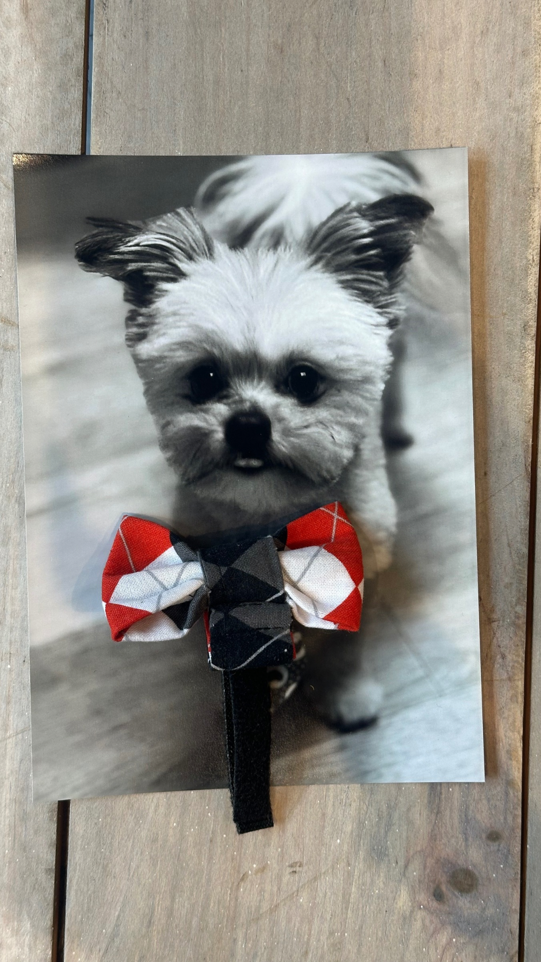 Red, White & Grey Argyle Bow Tie - fits over the collar